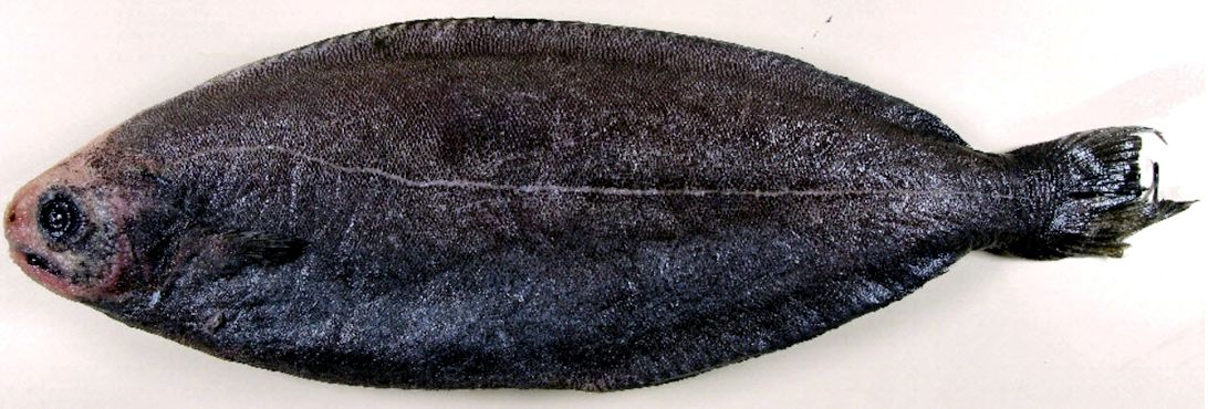 Schedophilus medusophagus_02.jpg